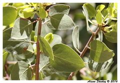 Arctostaphylos pungens