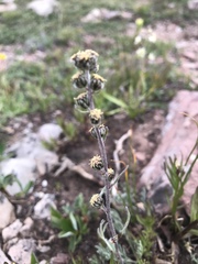 Artemisia scopulorum
