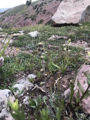 Artemisia scopulorum