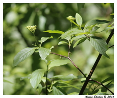 Cornus sericea occidentalis
