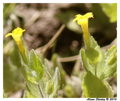 Erythranthe moschata