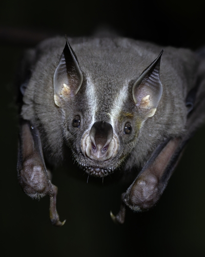 Great Fruit-eating Bat