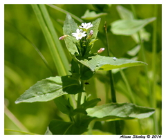 Epilobium glaberrimum