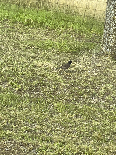 Common Myna