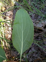 Arnoglossum plantagineum