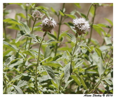 Monardella odoratissima pallida