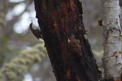 Pygarrhichas albogularis