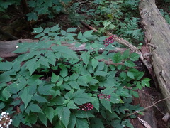 Actaea × ludovicii