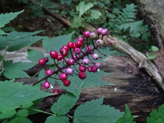 Actaea × ludovicii