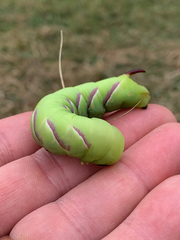 Sphinx drupiferarum