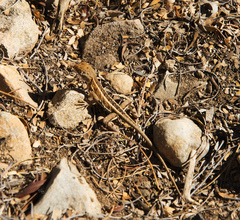 Chalarodon madagascariensis