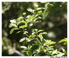 Cornus sericea occidentalis