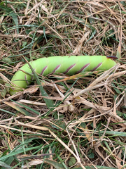 Sphinx drupiferarum