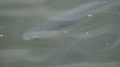 So-iuy mullet (Liza haematocheila) — Mugilidae — 3