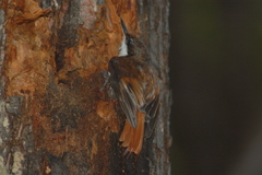 Pygarrhichas albogularis