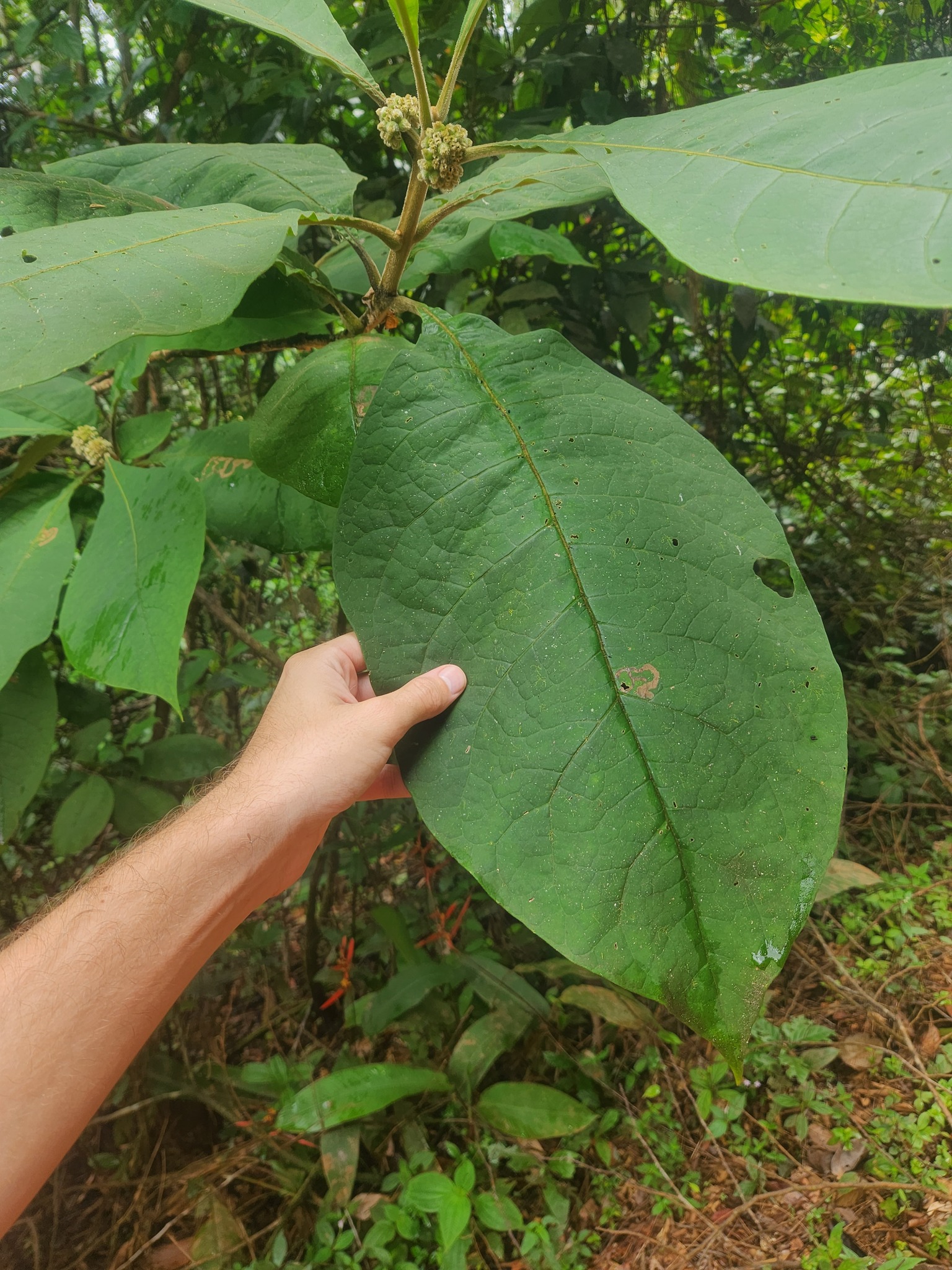 Imagem de Coroa-de-frade