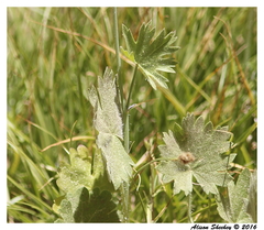 Sidalcea ranunculacea