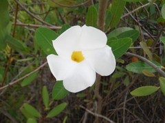 Rhabdadenia biflora