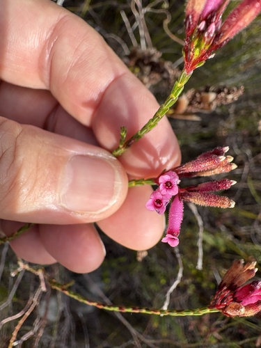 Image of Erica cristata by (c) Charleen Brunke, some rights reserved (CC BY)