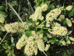 Prunus ilicifolia ilicifolia
