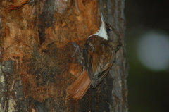 Pygarrhichas albogularis