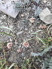 Eriogonum coloradense