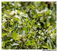 Ceanothus cordulatus