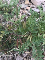 Astragalus robbinsii