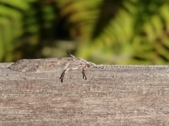 Triplectidinae