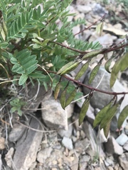 Astragalus robbinsii
