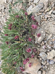 Eriogonum coloradense