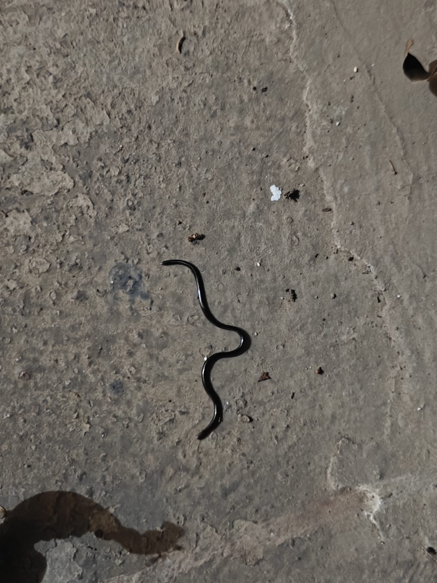Brahminy Blind Snake
