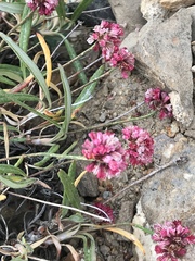 Eriogonum coloradense