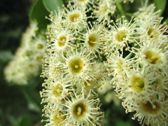 Prunus ilicifolia ilicifolia