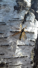 Ctenophora flaveolata