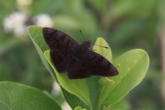 Pellicia arina