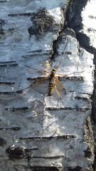 Ctenophora flaveolata