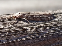 Triplectidinae