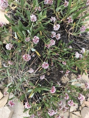 Eriogonum coloradense