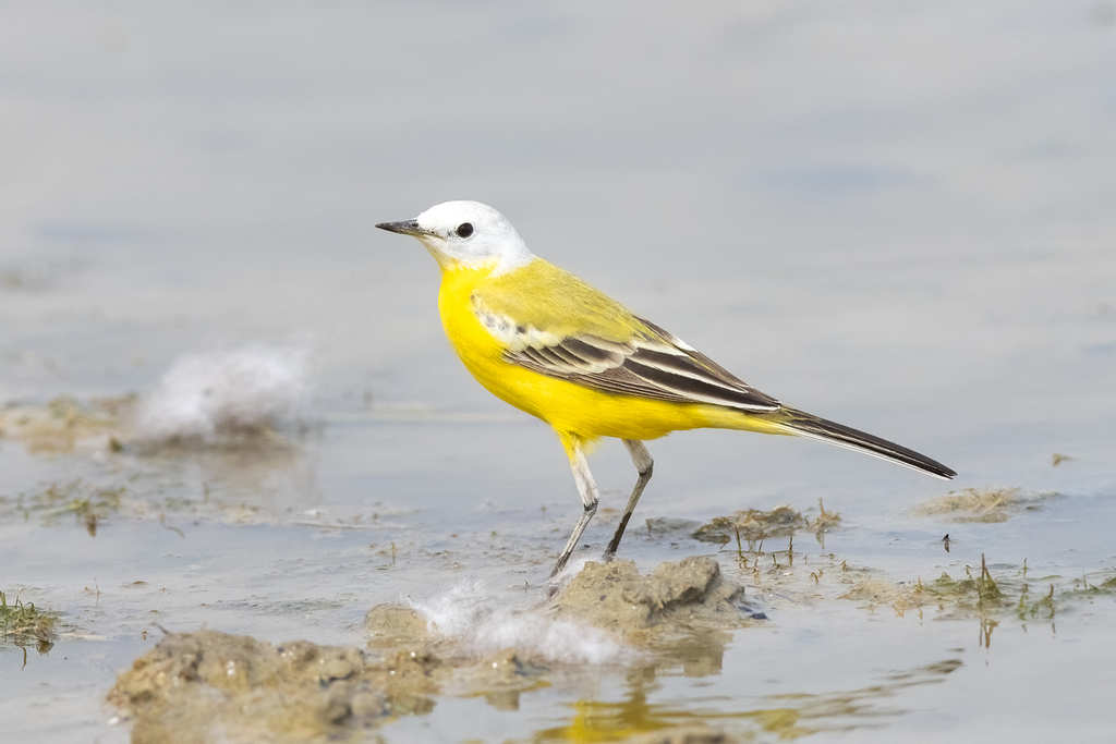 Western Yellow Wagtail (leucocephala)