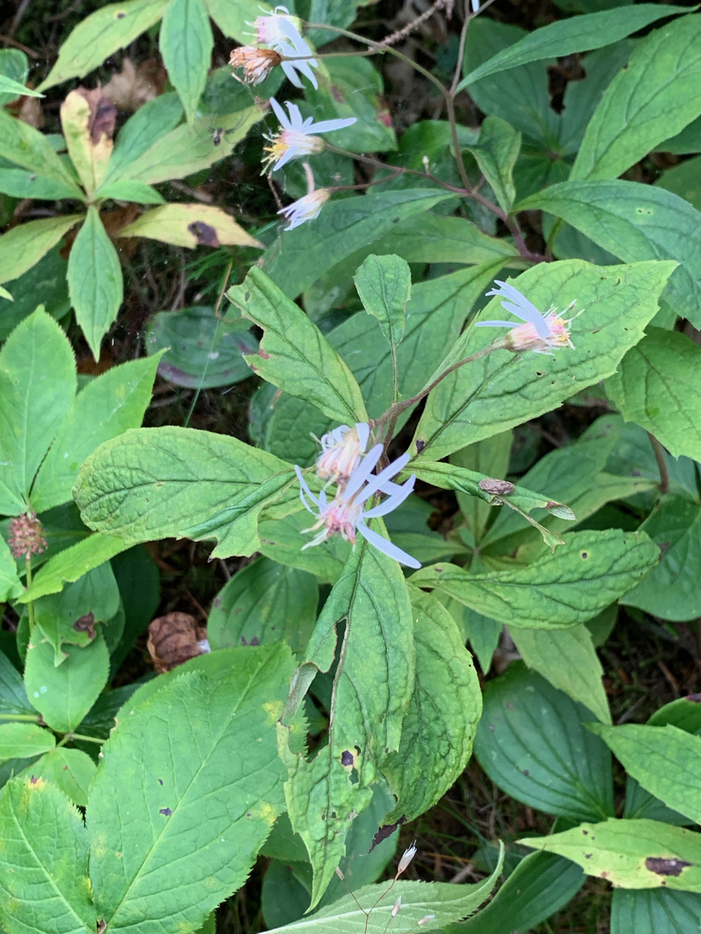 whorled wood aster from Albert, New Brunswick, Canada on August 27 ...