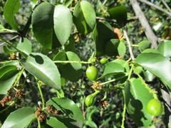 Prunus ilicifolia ilicifolia