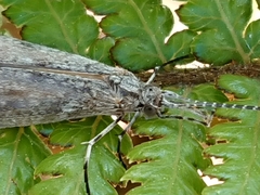 Triplectidinae