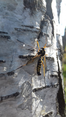 Ctenophora flaveolata