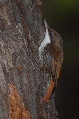 Pygarrhichas albogularis