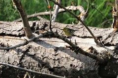 Setophaga townsendi × occidentalis