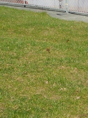 Emberiza citrinella