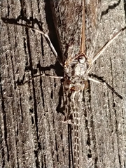 Triplectidinae