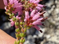 Cape heath (Erica globiceps)