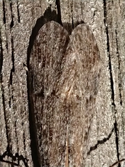 Triplectidinae